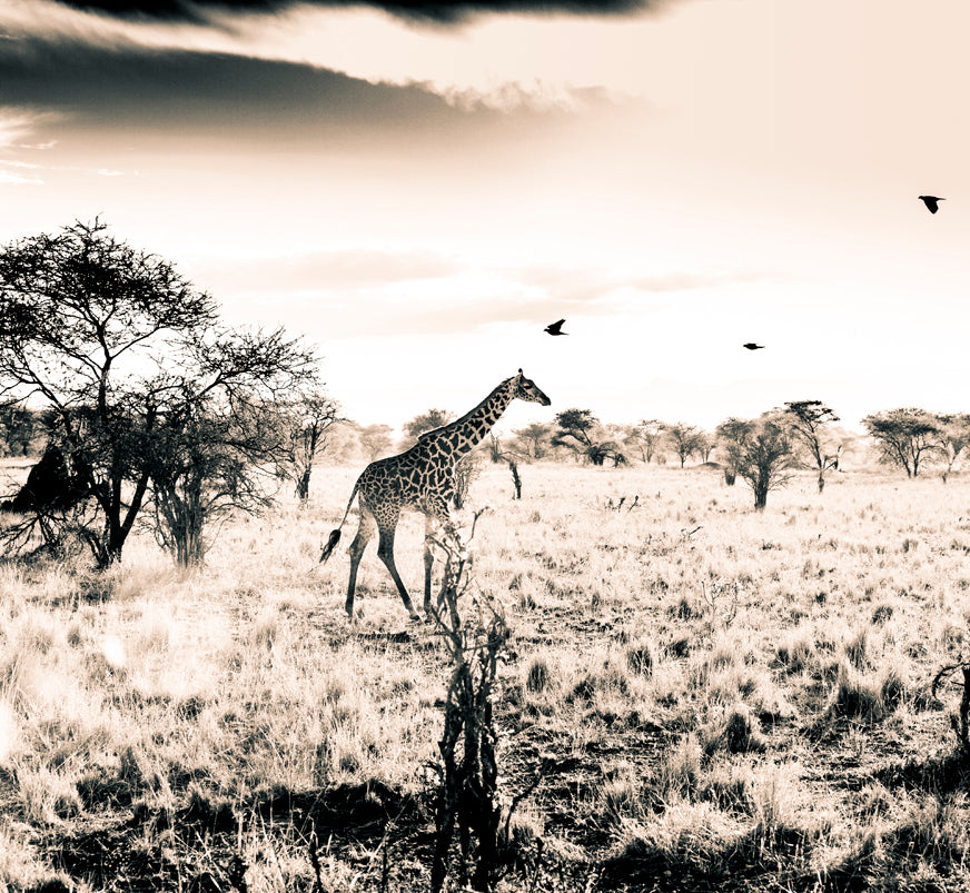 get-the-latest-in-sports-giraffe-online_1.jpg