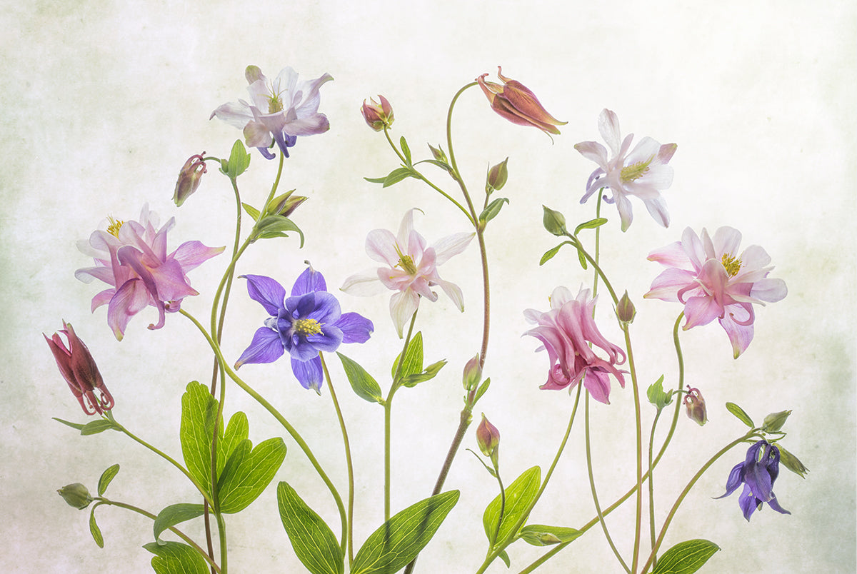 your-online-store-for-columbine-online-hot-sale_0.jpg