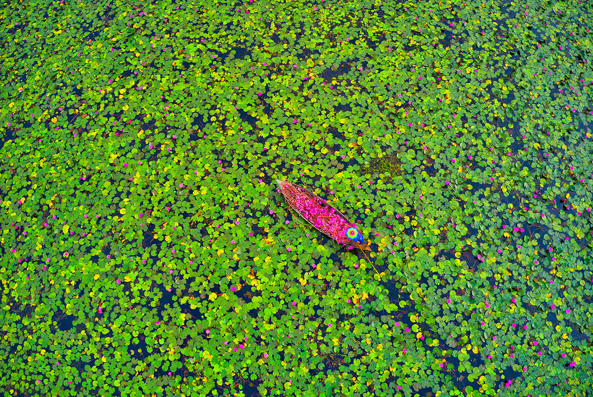 the-best-way-to-buy-collecting-waterlily-supply_0.jpg