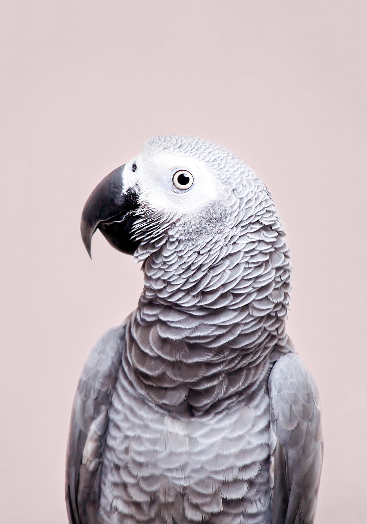 shop-professional-african-grey-supply_0.jpg