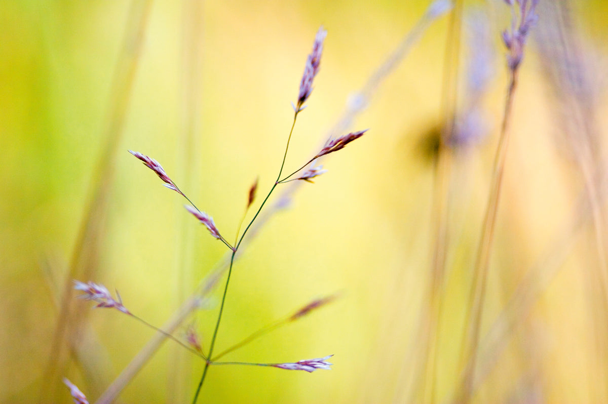 a-great-place-to-buy-wild-summer-ii-online_0.jpg